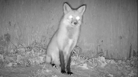Fox Investigating and Keeping Watch Outside Its Den
