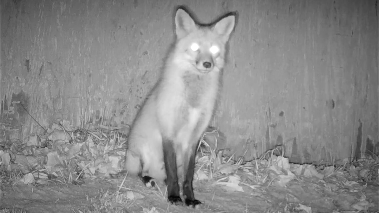 Fox Investigating and Keeping Watch Outside Its Den