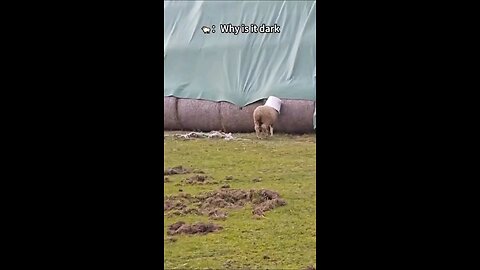 Funniest Goat Moments Caught on Camera! 📸😂