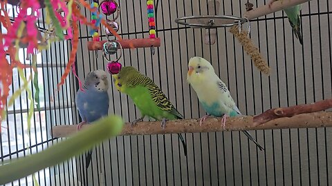 The Family is Back Together! Today We Introduced the 1 1/2 Old Baby Budgies Back to the Cage W/ Papa