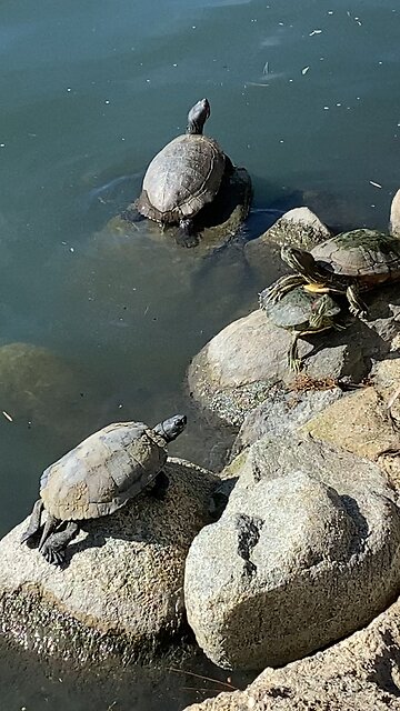 Red-Eared Slider Turtles 🐢 #redearedslider #followme #shorts #viral #trending #turtles #turtle