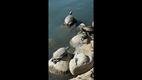 Red-Eared Slider Turtles 🐢 #redearedslider #followme #shorts #viral #trending #turtles #turtle