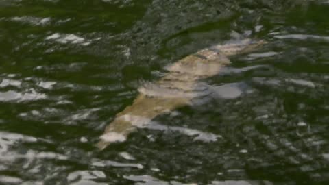 Secrets of Wild Australia: Series 1_Bugs and Butterflies