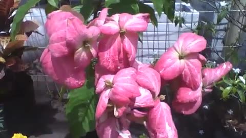 Beautiful pink mussaenda flowers, are very beautiful and charming! [Nature & Animals]
