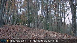 The Woods – 11/14/2025