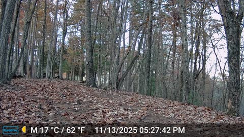 The Woods – 11/14/2025