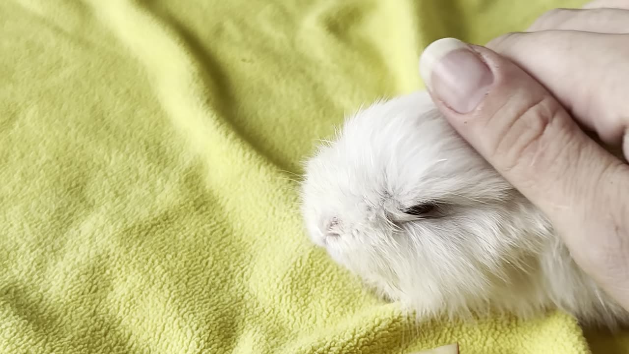 bunny #4