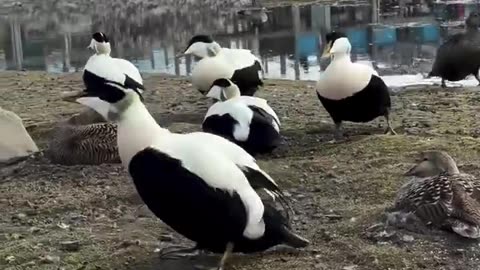 Åh! Åååh! 🦆Ejdrar verkar väldigt imponerade av något! 🤔