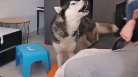 Dog's Comedy Videos 🤣 so cute videos 😍 funny videos in puppies comedy scenes 🤣 Live Camera HD 🤣
