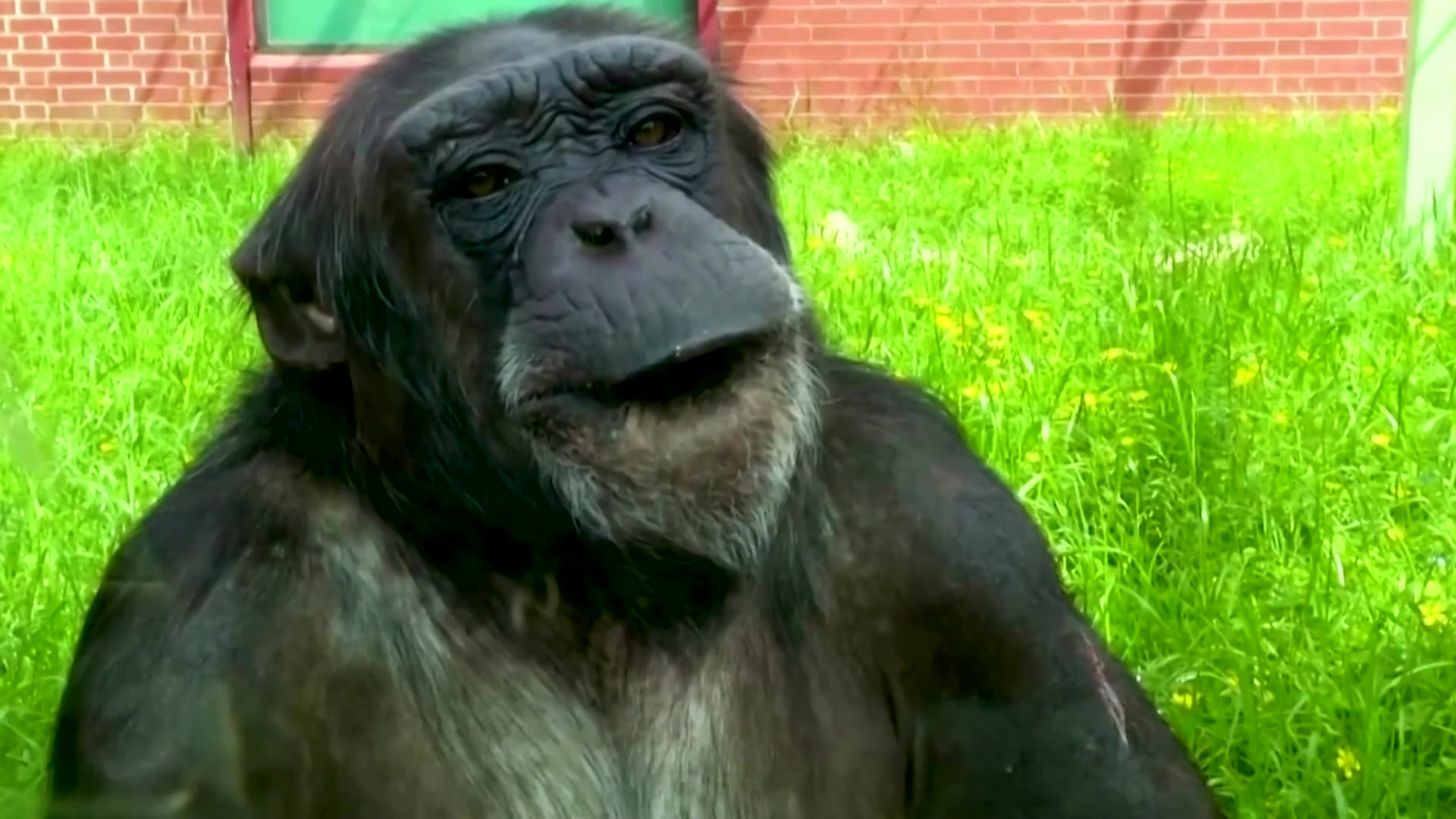 What great apes' laughter could tell us about the origins of speech