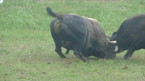 Bake od Benita vs Kondor od Šašana Visoko 2025