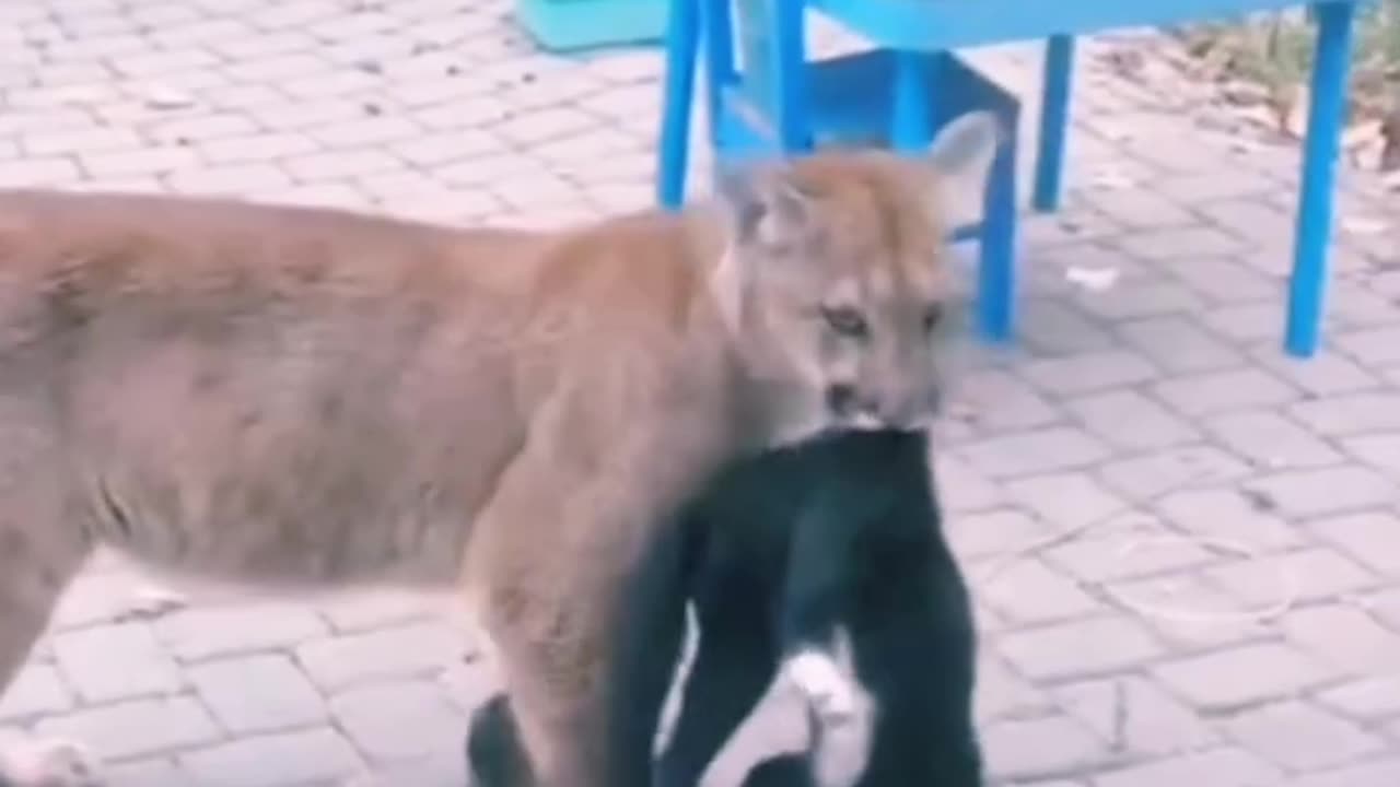 Mountain lion hunt a cat