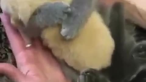 Kind animals