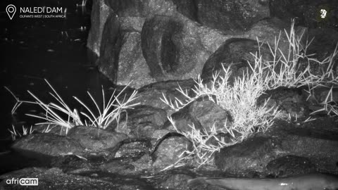 Catfish on a midnight WALK