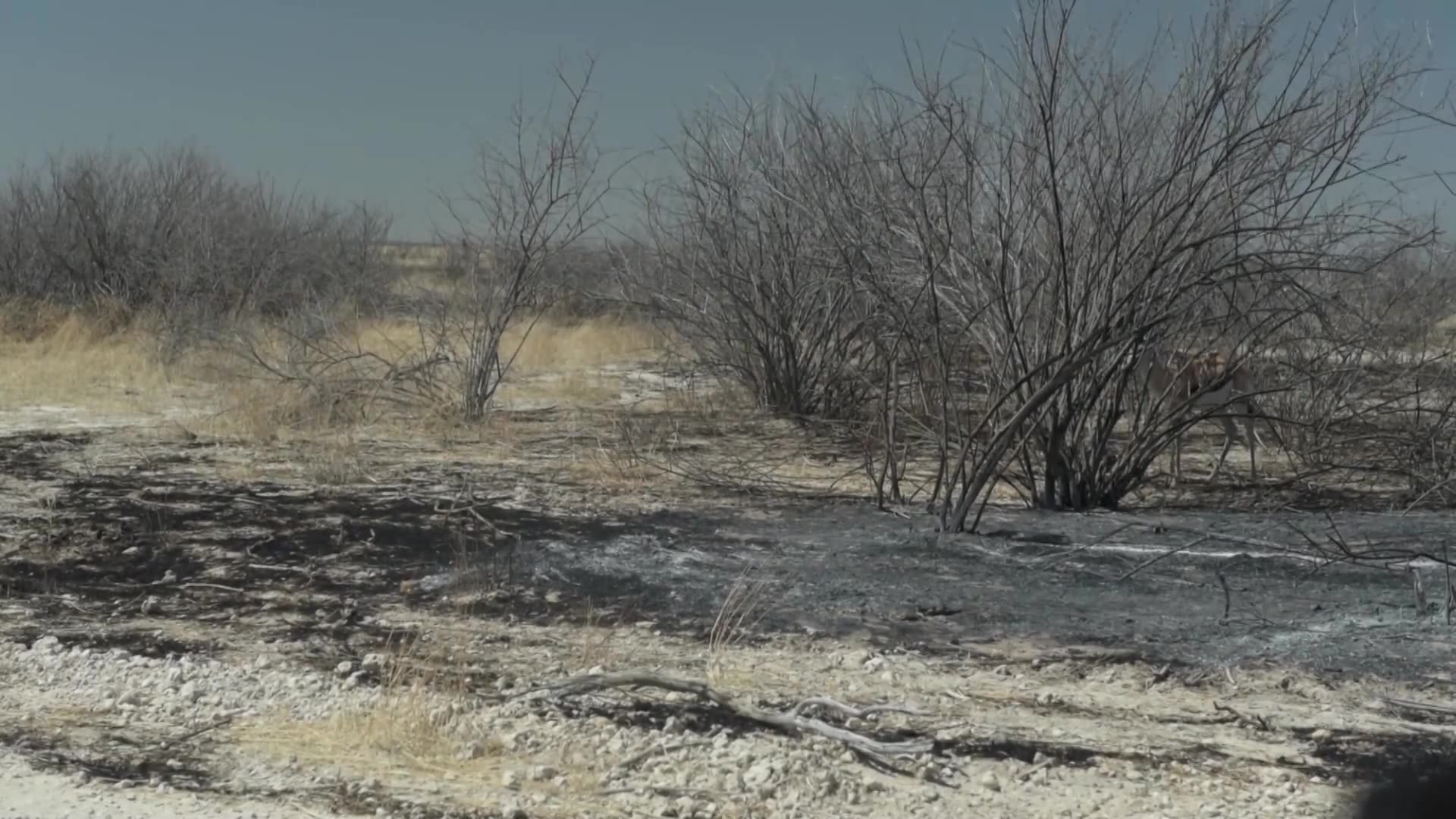 Namibia official says tourism to recover after national park fires