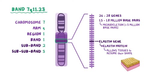 Band. Anatomy