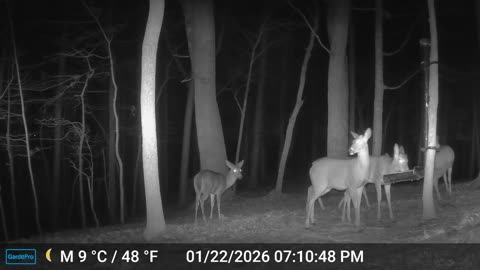 The Woods – 01/23/2026