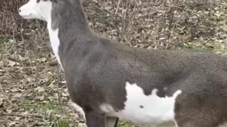 Woe Day 122. I am in the ark. Waiting for GOD to open the Door for a spring/summer Pentecost rapture