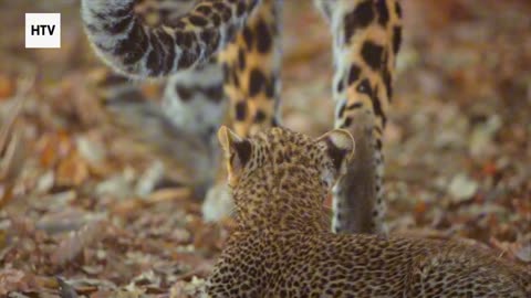 Cheetah & African Wildlife #7 - Amazing Big Cats and Safari Life