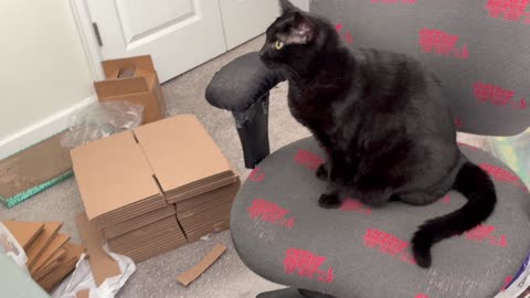 Cute Precious Piper Finds Out What Happens When The Cat's Away - My Adopted Shelter Cat Vlog