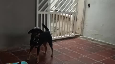 Teaching A Dog To Skateboard Ramps