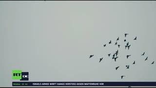RT DE LIVE-TV