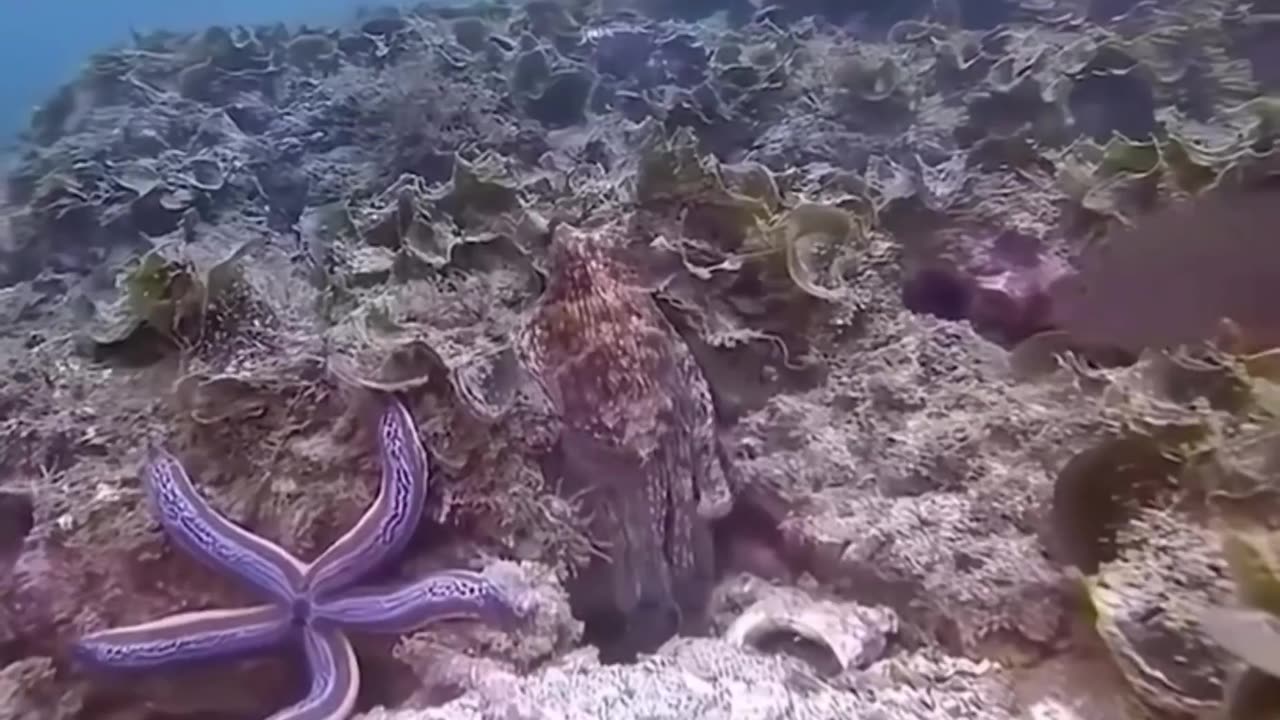 The music is perfect.. 😂