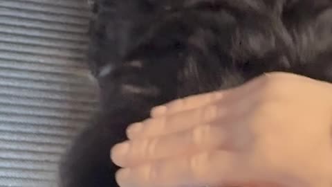 Wednesday Whiskers with SPH featuring Normy #funny #dogs #dogsofinstagram