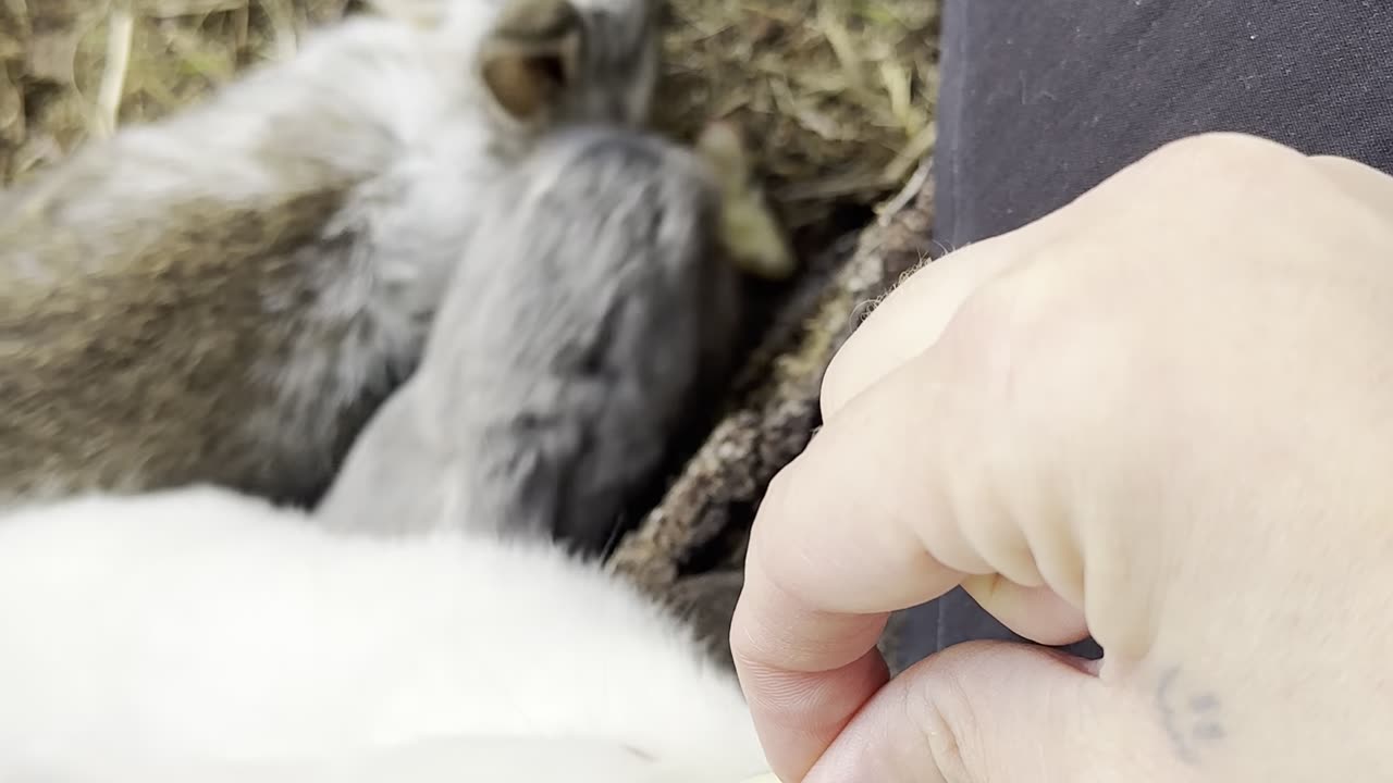 Watch this shy bunny peeking out from hiding