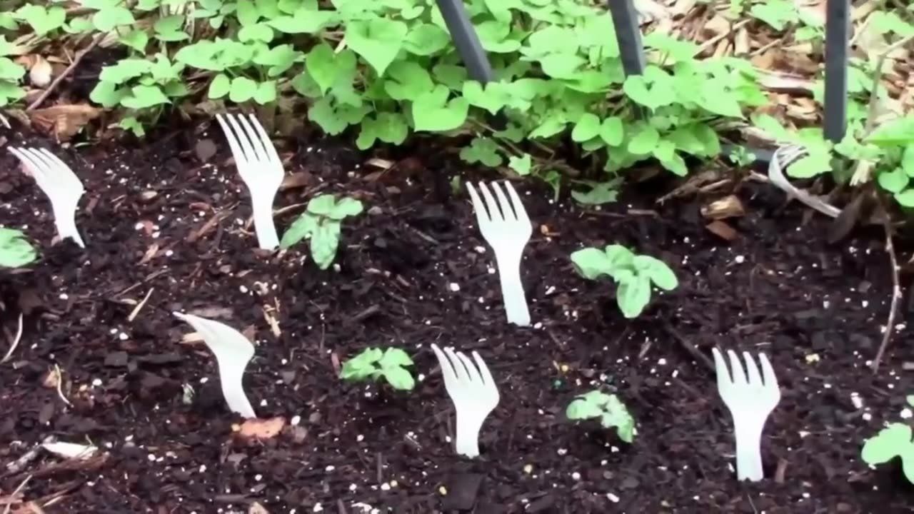 Quick Gardening Tip #6 - Use Plastic Forks To Deter Cats