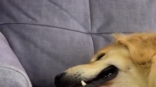 Dog's Comedy Videos 🤣 so cute videos and puppies comedy scenes 🤣 so cute 🥰🥰