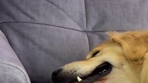 Dog's Comedy Videos 🤣 so cute videos and puppies comedy scenes 🤣 so cute 🥰🥰