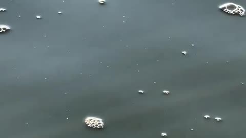 🦀🌊 Blue Crab Rides a Jellyfish in SC—Unbelievable Nature! | FeedMyCuriosity