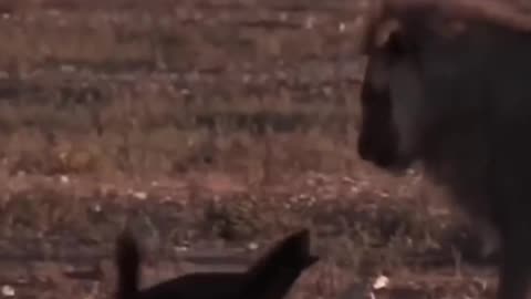 Honey Badger Doesn’t Care — Nature’s Most Fearless Animal 🐾🔥