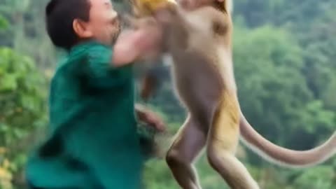 Monkey fighting for banana