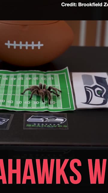 Bad Day to Be a Pats Fan? Chicago Zoo Tarantula "Charlotte" Picks Seattle Superbowl Win