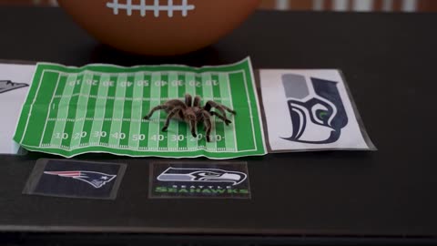 Bad Day to Be a Pats Fan? Chicago Zoo Tarantula "Charlotte" Picks Seattle Superbowl Win