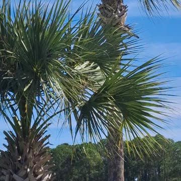 JAX INTERNATIONAL AIRPORT,FLORIDA 🛩☠️🛩