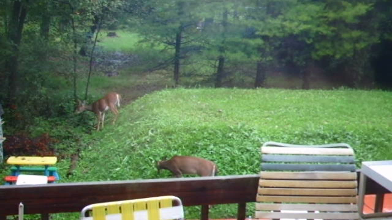 Buck Eating - Date: 9/7/2011