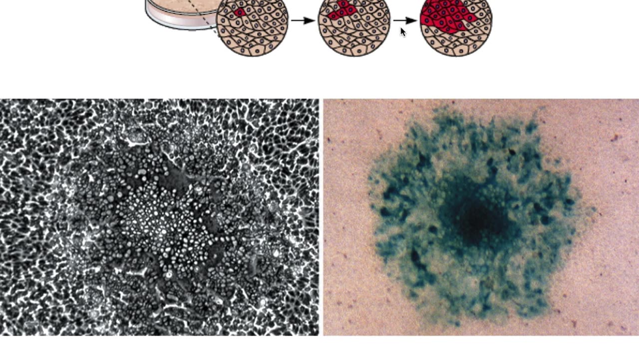 Assay of viral infectivity