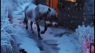 Winter Mountain Resort Scene with Horse.