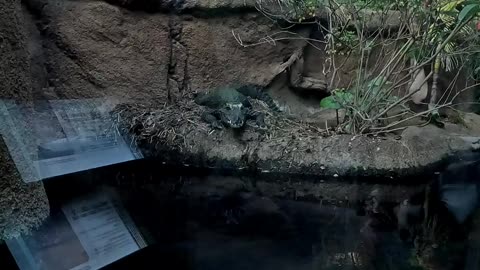 Dwarf Crocodile enclosure at the San Diego Zoo