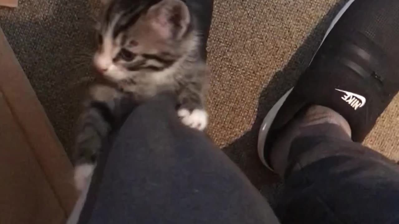 Kitten Claims the High Ground