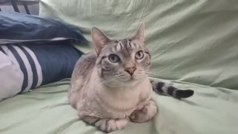 Petting Bliss to Loaf Mode: Cat Transforms Into a Cozy Puff 🐾🧁