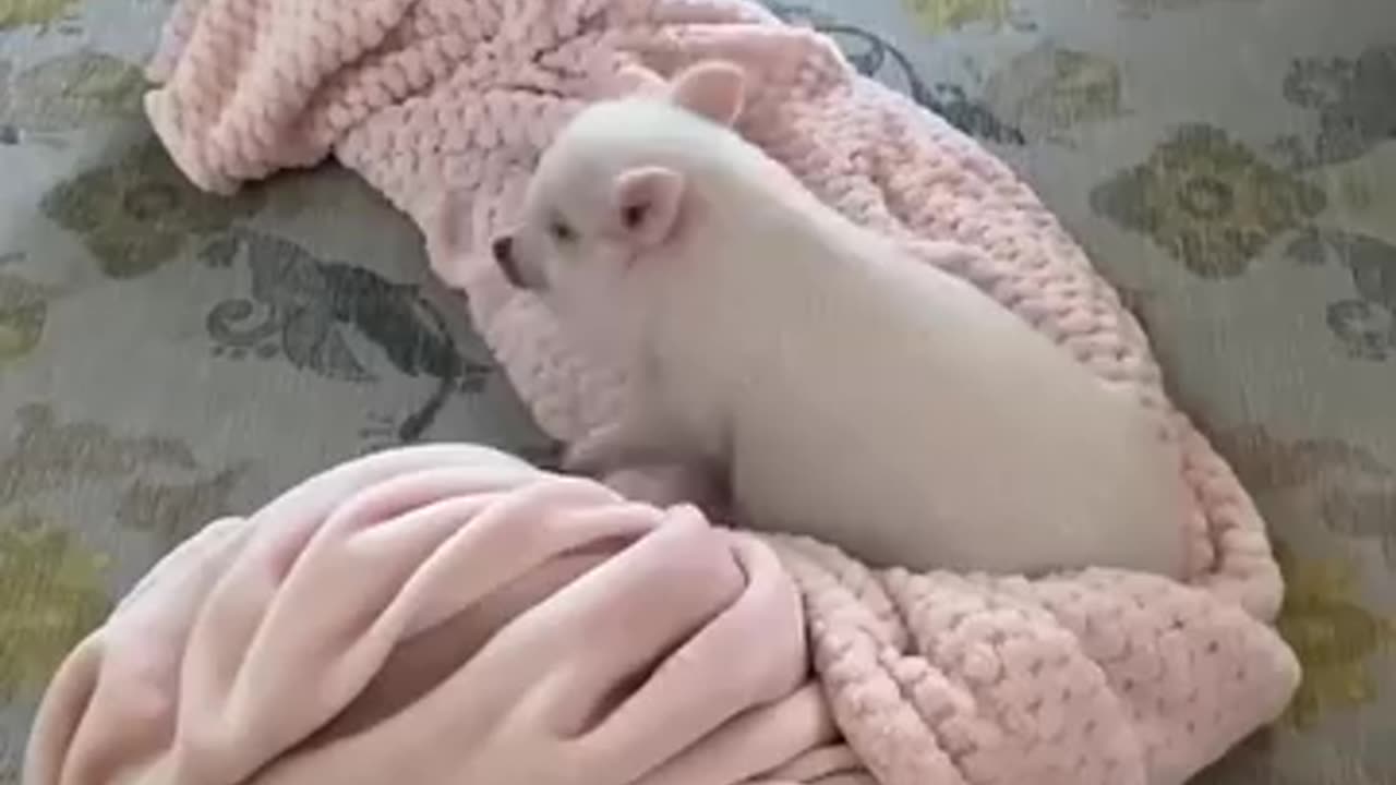 This couple promptly rescued a piglet that fell out of a vehicle and then