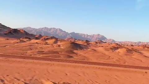 Desert Life: What Really Lives in the Sand?"