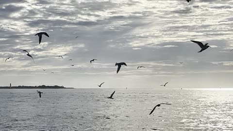 Birds at Fort De Soto September 27 2025