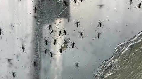 Inside the lab breeding malaria-resistant GM mosquitoes