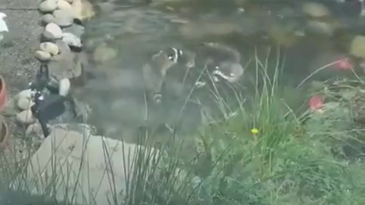 i thought it was a big carp, but it was a raccoon swimming happily.. 🦝🥰