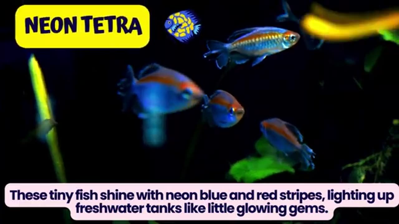 Top 10 Most Beautiful Fish Species for Kids